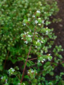 Origanum_majorana_002